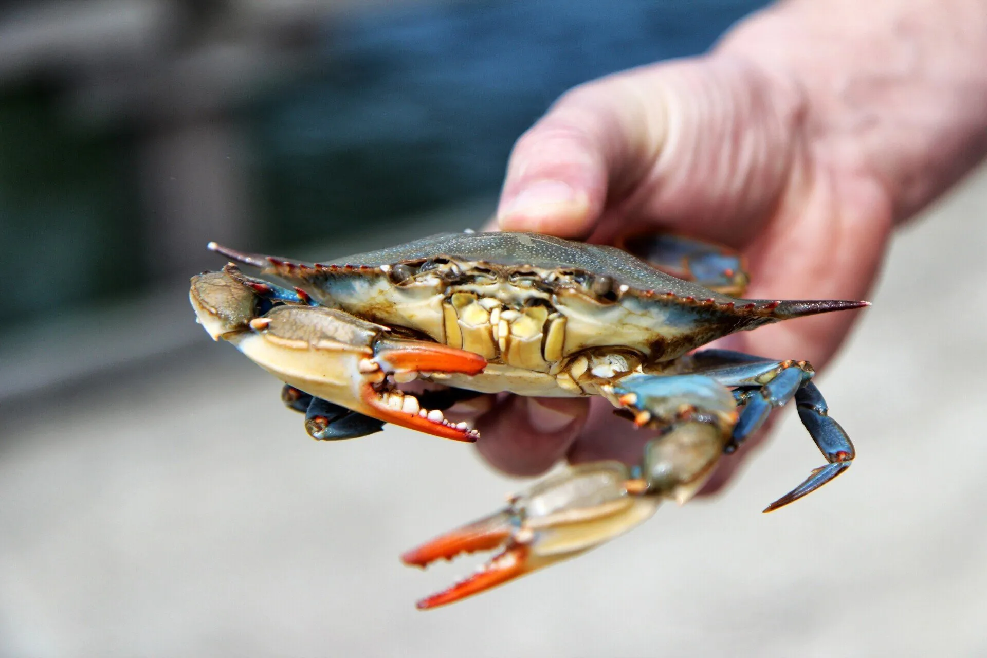 Go Crabbing on Bembridge Beach